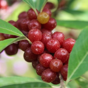 Korallen-Ölweide Ruby (Pflanze)