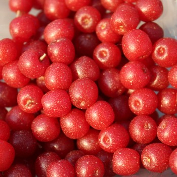 Korallen-Ölweide Ruby (Pflanze)