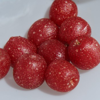 Korallen-Ölweide Ruby (Pflanze)