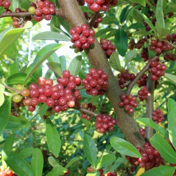 Korallen-Ölweide Red Cascade (Pflanze)