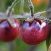 Tomate Glosy Rose Blue (Pflanze)