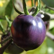 Tomate Indigo Rose (Pflanze)