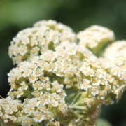 Neu! Edle Schafgarbe (Samen)