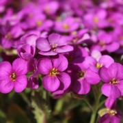 Alpen-Gänsekresse Rosea (Samen)