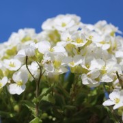 Alpen-Gänsekresse Schnee (Samen)