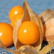 Andenbeere Lady Madonna (Samen)