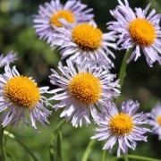 Aster Wartburgstern (Samen)