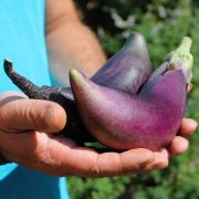 Aubergine Black Champion (Samen)