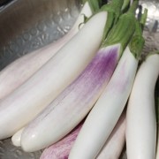 Aubergine Bride (Samen)