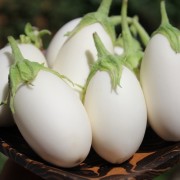 Aubergine Jewel Ivory (Samen)