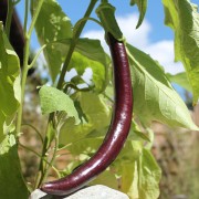 Neu! Aubergine Snake of Mugla (Samen)