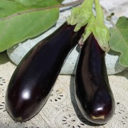 Aubergine de Barbentane (Samen)