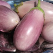 Aubergine Short Purple (Samen)