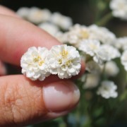 Bertramsgarbe The Pearl (Samen)