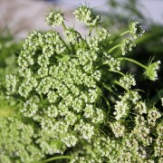 Bischofskraut (Samen)