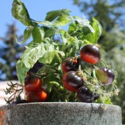 Neu! Tomate Blaue Zimmertomate (Zwergtomate) (Samen)
