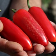 Jalapeno pflanze
