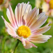 Neu! Cosmos Apricot Lemonade (Samen)