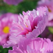 Cosmos Cupcake Blush (Samen)