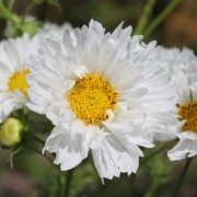 Cosmos Double Dutch White (Samen)