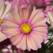 Cosmos Xsenia (Samen)