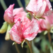 schoene filigrane PRACHTNELKE zarte tolle Blueten Samen Saatgut
