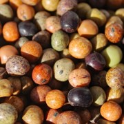 Palerbse Roveja di Castelluccio (Samen)