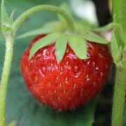 Erdbeere Unermüdliche (Pflanze)