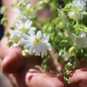 Große Sternmiere (Samen)