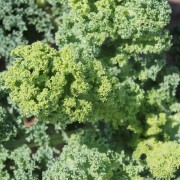 Neu! Grünkohl Husar (Samen)