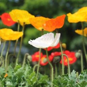 Deaflora Mohn