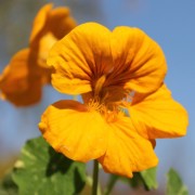 Calendula officinalis *Bon-Bon* Ringelblumen Samen orange prall gefüllte Blüten