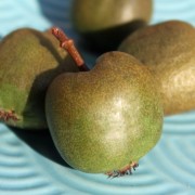Mini-Kiwi Fresh Jumbo weiblich (Pflanze)