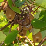 Kiwi Jenny zwittrig (Pflanze)