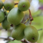 Mini-Kiwi Miss Green weiblich (Pflanze)