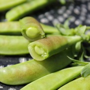 Knackerbse Spring Blush (Samen)