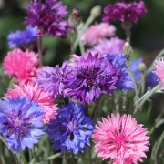 Deaflora Kornblumen