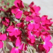 Levkoje Dwarf Crimson (Samen)