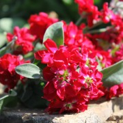 Levkoje Mawa (Samen)