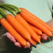 Deaflora - Möhren Karotten