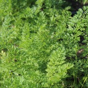 Deaflora - Möhren Karotten