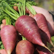 Deaflora - Möhren Karotten