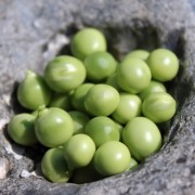 Markerbse Szesciotygidniowy (Samen)