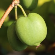 Mini-Kiwi Buro weiblich (Pflanze)