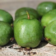 Mini-Kiwi Geneva weiblich (Pflanze)