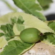 Neu! Mini-Kiwi Hokey Pokey selbstfruchtbar (Pflanze)