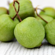 Mini-Kiwi Fortyniner 74-49 weiblich (Pflanze)