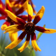 Mädchenauge Mardi Gras (Samen)