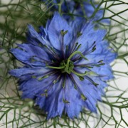 Nigella Miss Jekyll Indigo Blue (Samen)