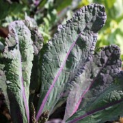 Palmkohl Dazzling Blue (Samen)